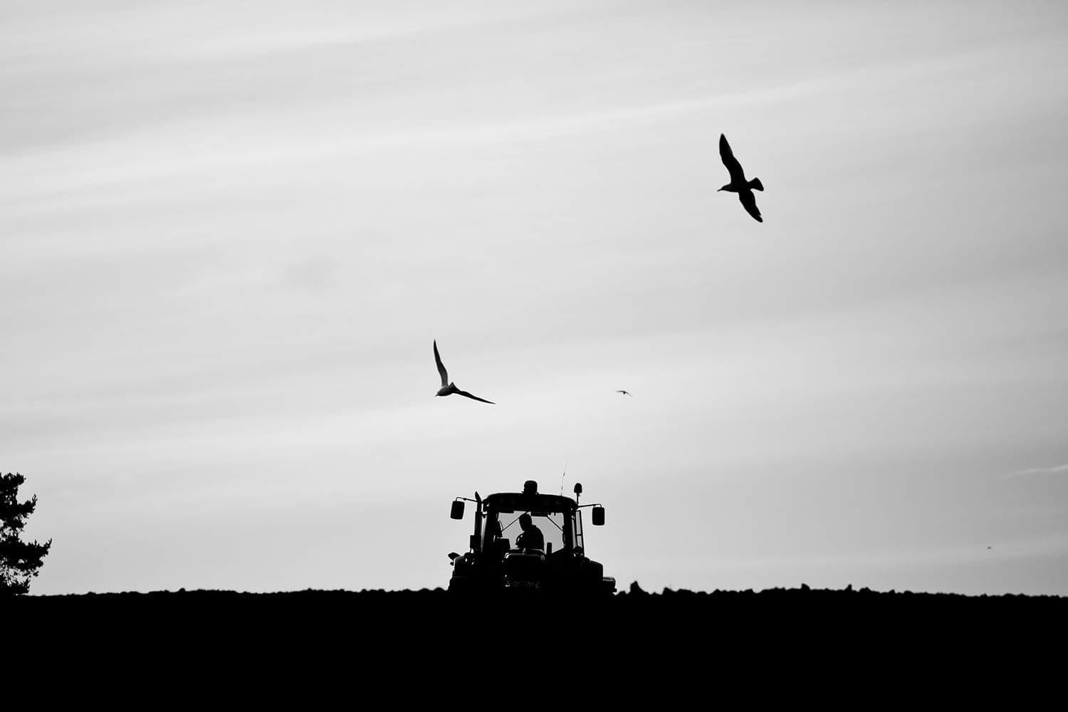 Birds fly over a tractor as a farmer sows new fields.