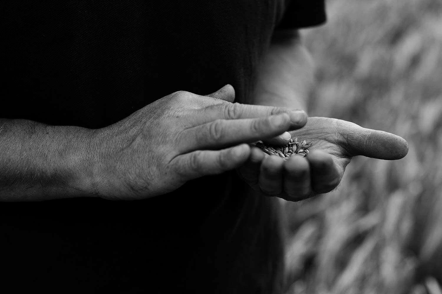 A farmer inspects a sampling of his barley crop in a field in aberdeenshire.
