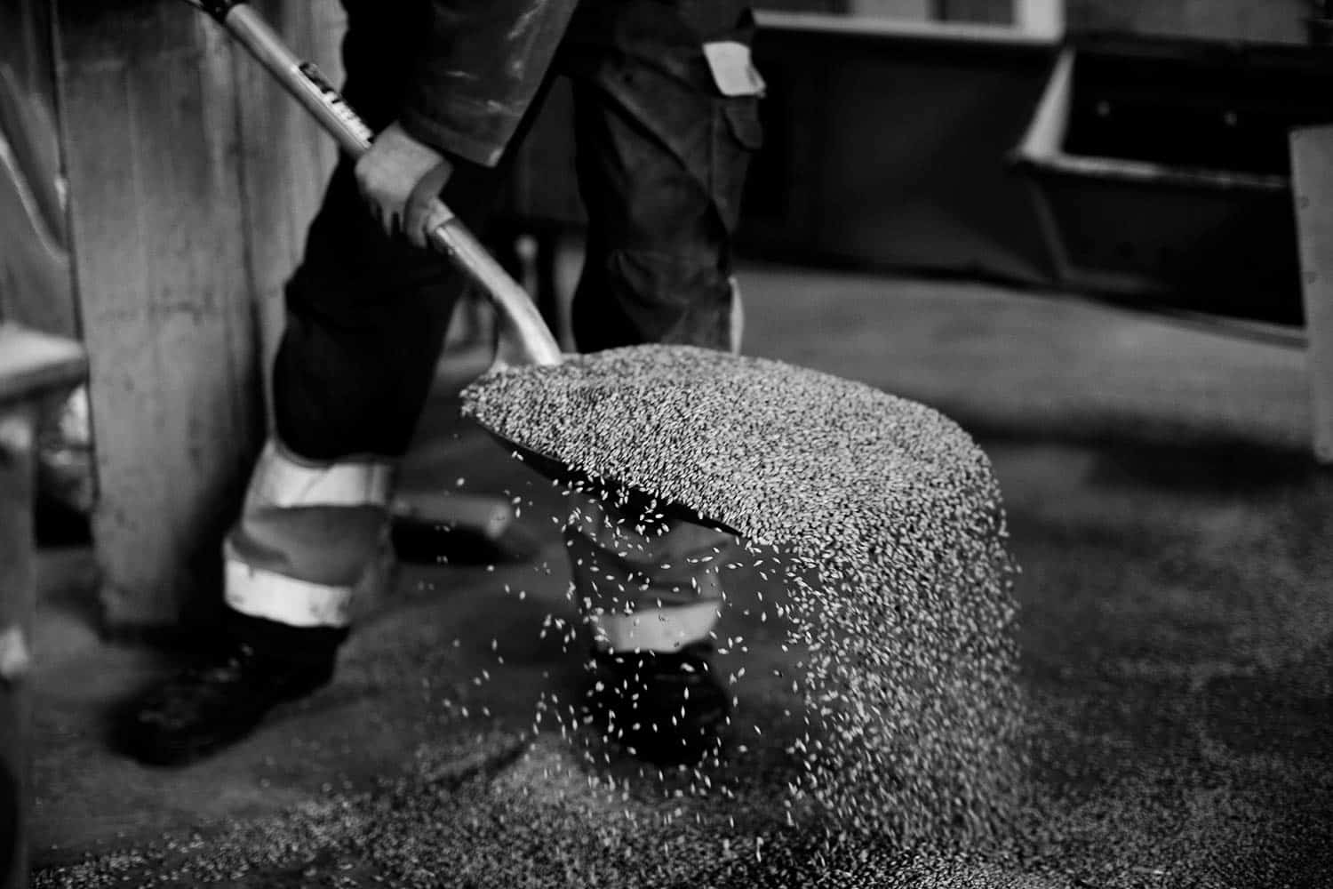 Tidying the malting floor at bairds malt, pencaitland