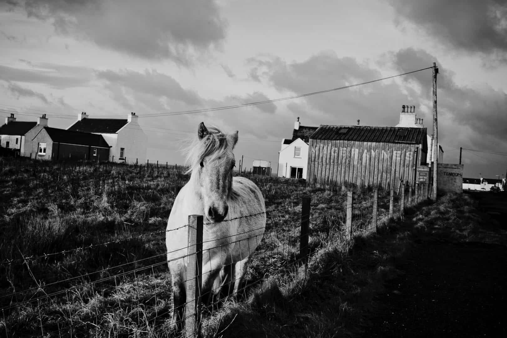 a horse stands in a field next to a caledonian macbrayne advert in islay