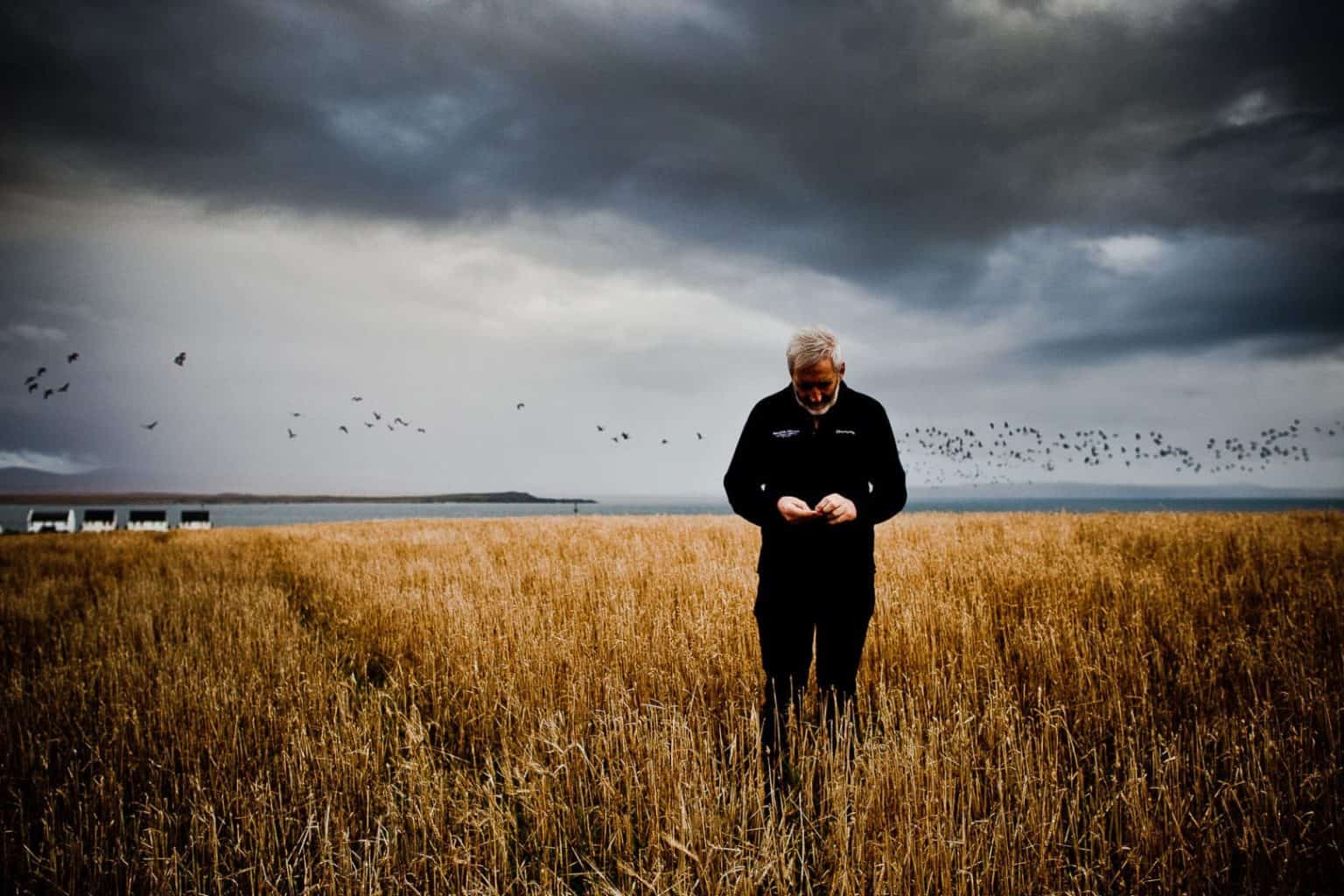 scotch-whisky-photographer-duncan-macgillivray-bruichladdich-distillery duncan macgillivray of bruichladdich distillery inspects the islay barley harvest