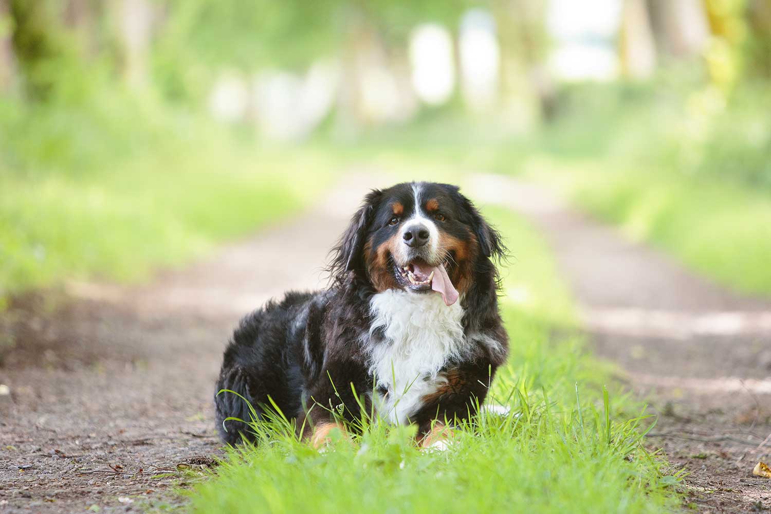inverness-dog-photographer