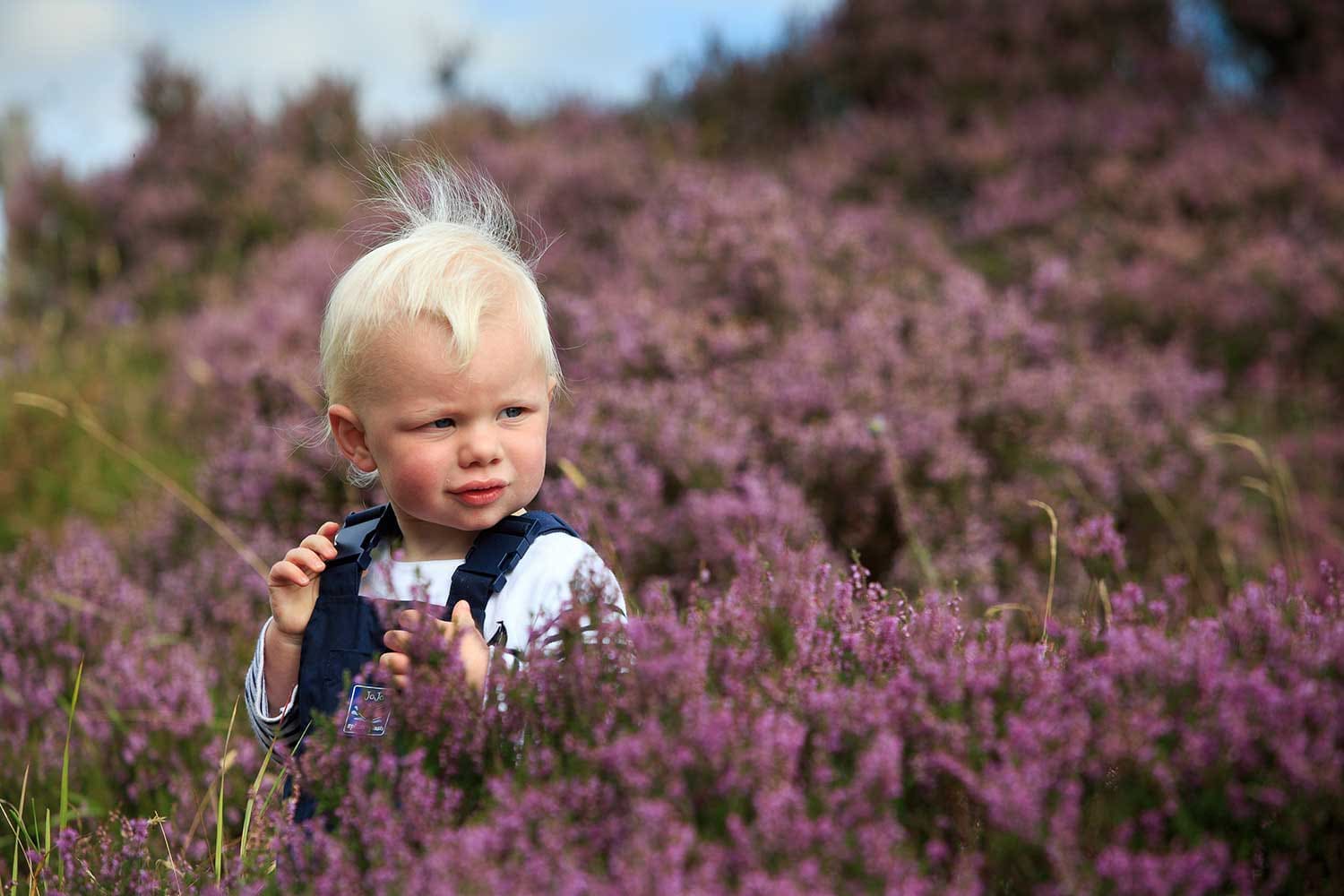 toddler in the heather photo