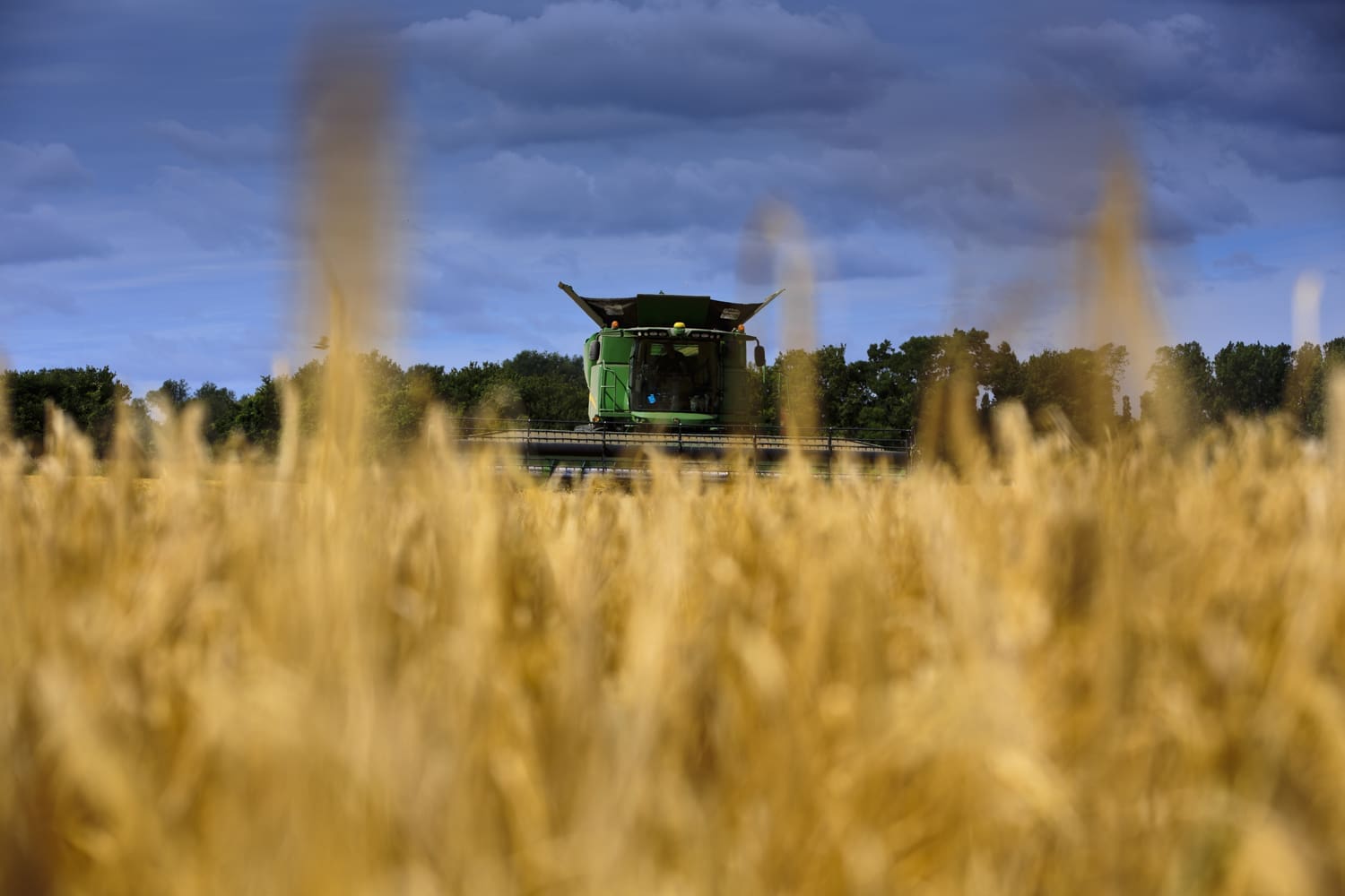 Barley Harvest